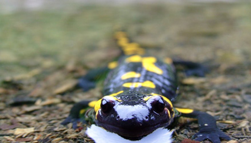 Photo Credit: salamander image by Wojciech Gajda from <a href='http://www.fotolia.com'>Fotolia.com</a>