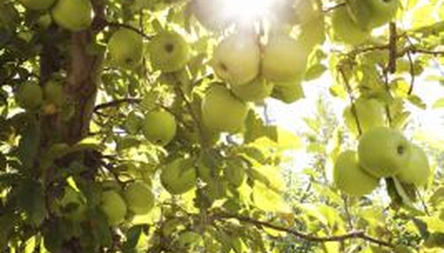 how-to-keep-japanese-beetles-off-apple-trees-naturally-garden-guides