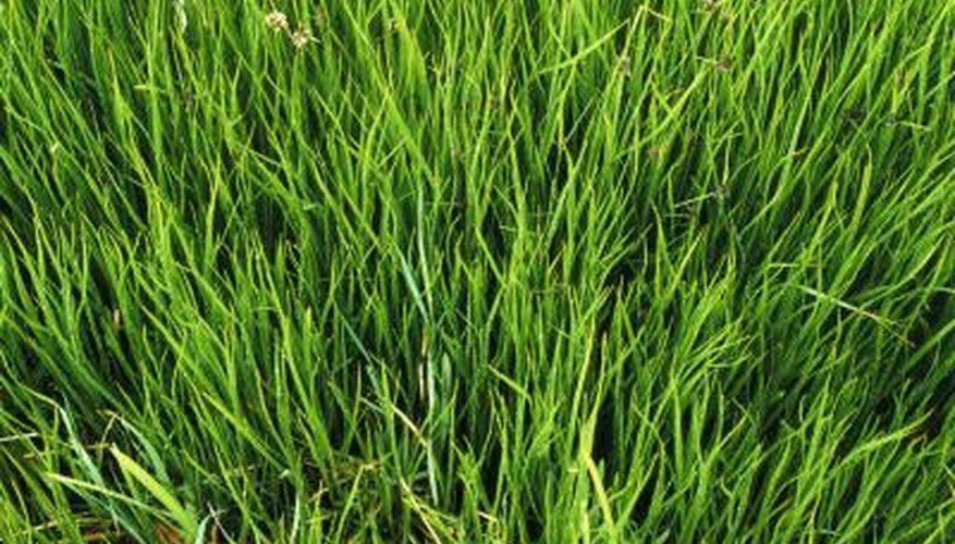 Close up of long grass. Close up of long grass.