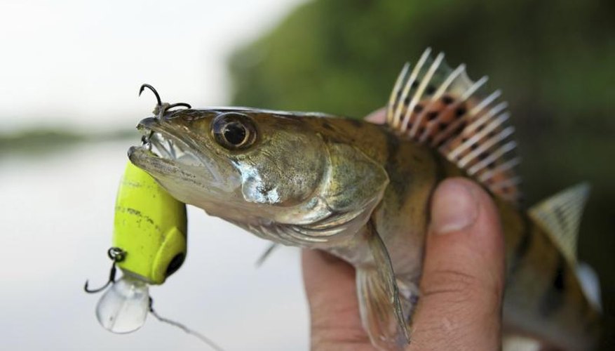 What Do Walleye Eat?