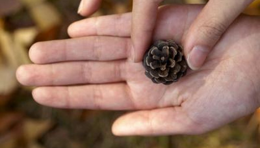 Photo Credit: TongRo Images/TongRo Images/Getty Images Woman holding pinecone