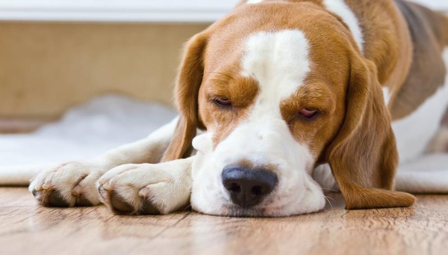 Dog sleeping on a red oak floor Dog sleeping on a red oak floor