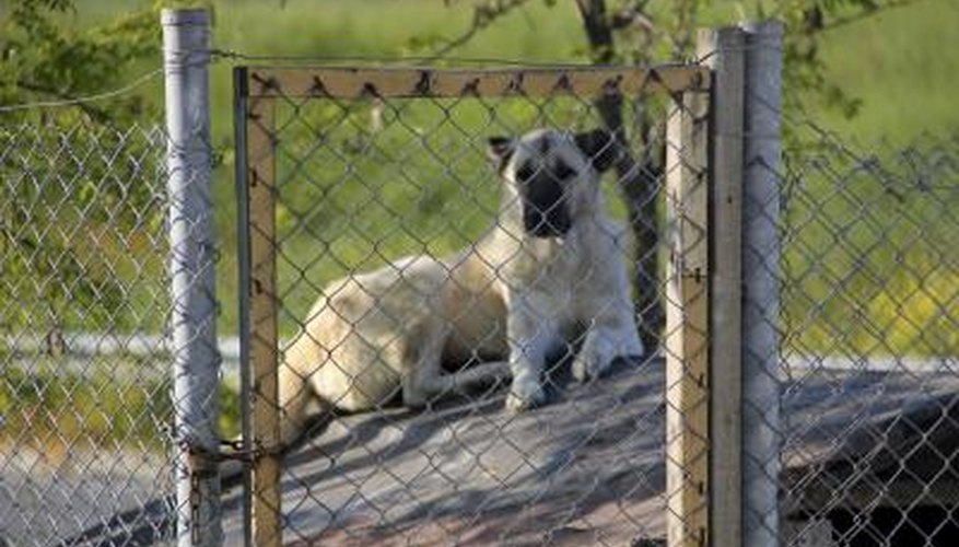 Humane societies provide care for animals at shelters and clinics.