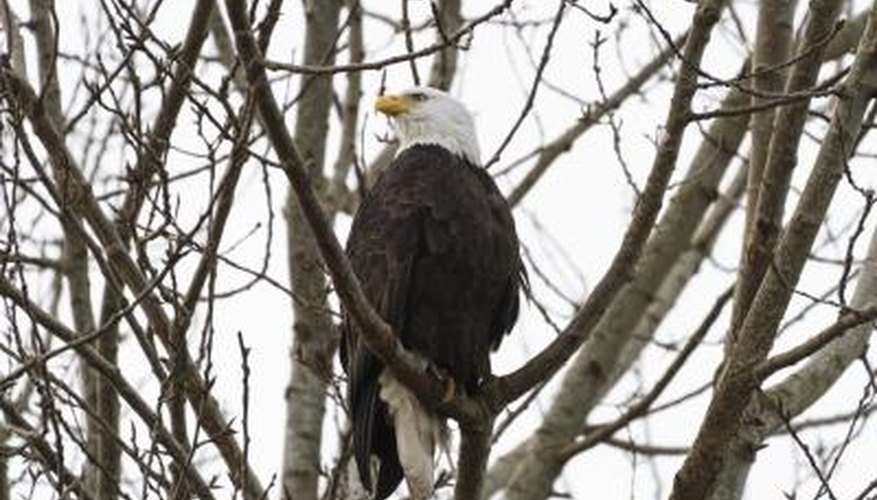 What Is an Eagle's Natural Habitat?