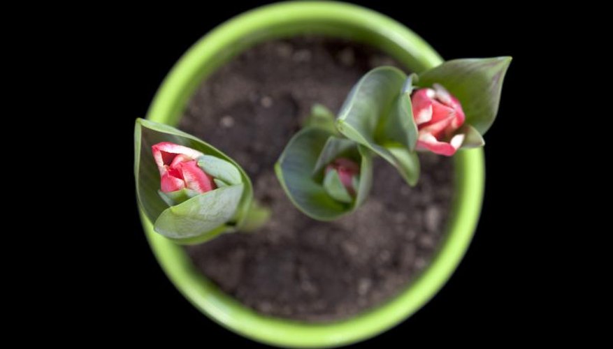 How to Grow Tulip Bulbs Indoors | Garden Guides