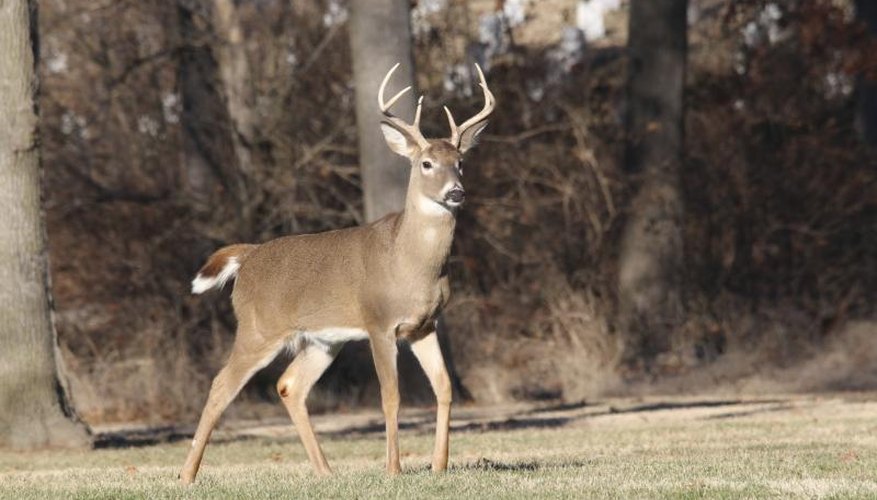 Instructions for Using a Butt Out Deer Field-Dressing Tool