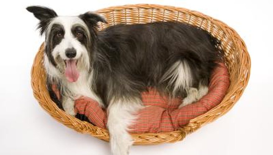 Bathe your dog frequently to help prevent odors. Bathe your dog frequently to help prevent odors.