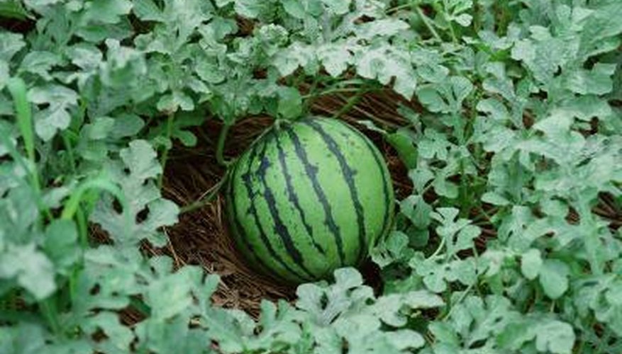 How High Should Mounds Be Made for Watermelons? | Garden Guides