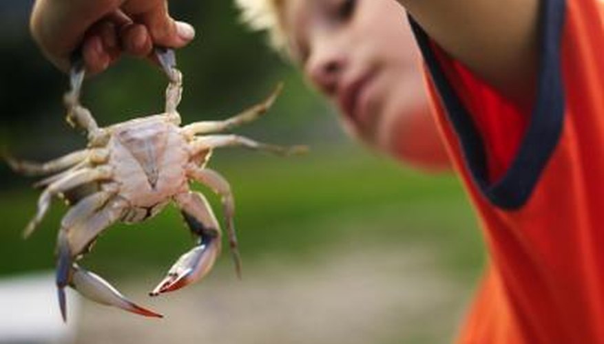 How to Catch Crab With a Rod and Reel