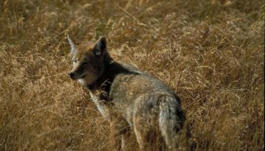 coyote bait homemade