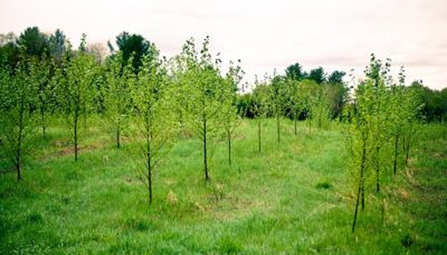 How to Protect Your Trees from Deer Garden Guides