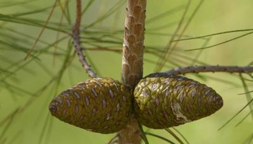 How Do Pine Trees Reproduce Sciencing