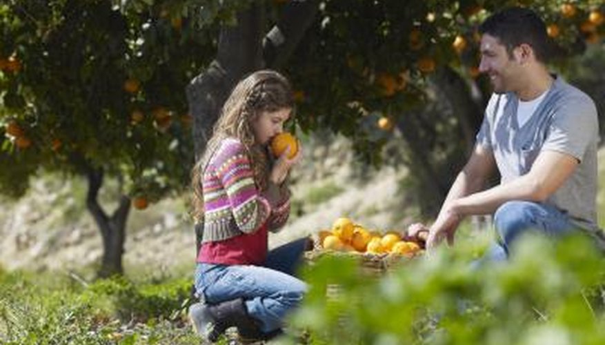 Fruit Trees That Grow in Clay Soil | Garden Guides