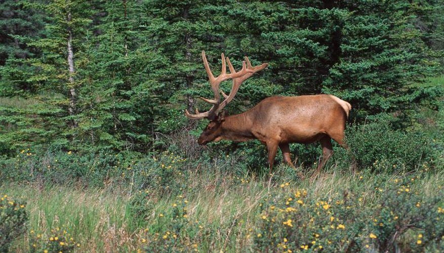 The Best Rifle Calibers for Hunting Elk | Gone Outdoors | Your ...