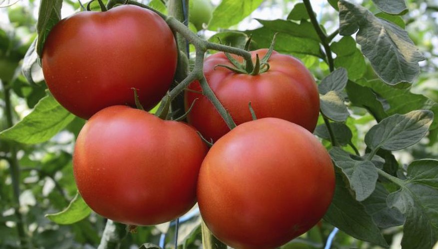 how-to-make-sure-tomato-blossoms-bear-fruit-garden-guides