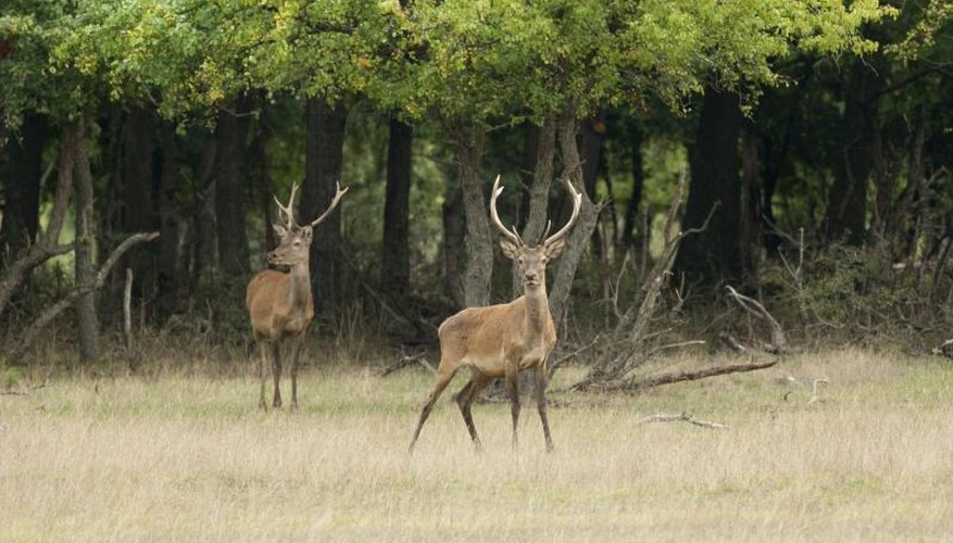 Pros and Cons of Deer Hunting