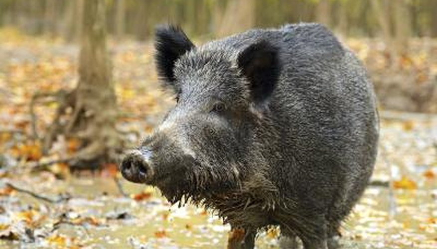 Wild Hog Hunting in Missouri