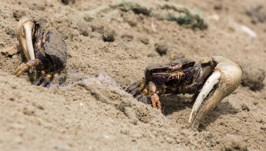 How to Catch Fiddler Crabs for Bait