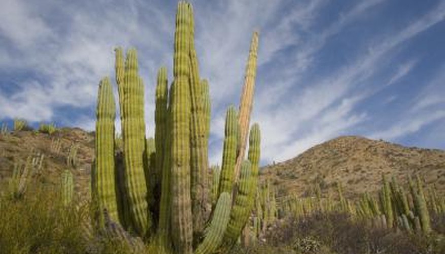 How Do Desert Plants Adapt to Their Environment? Sciencing