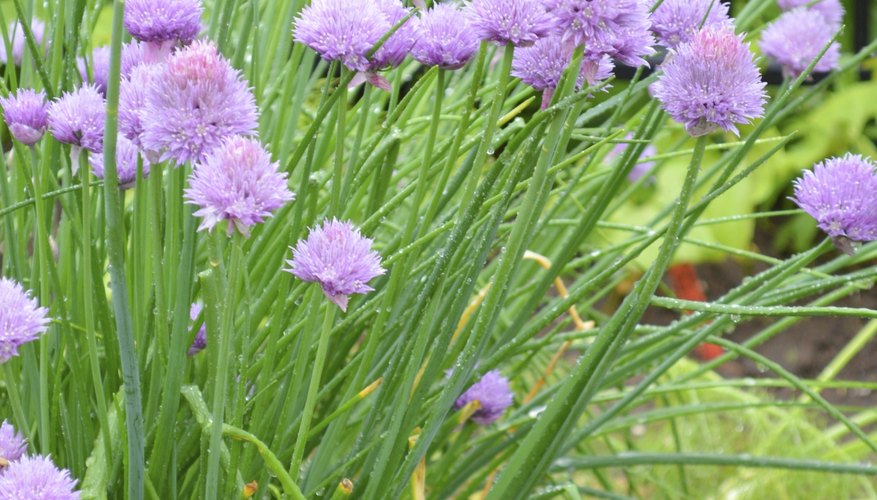 Wild Garlic Chives