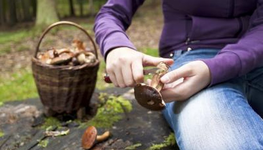 Wild Mushroom Hunting in Oregon