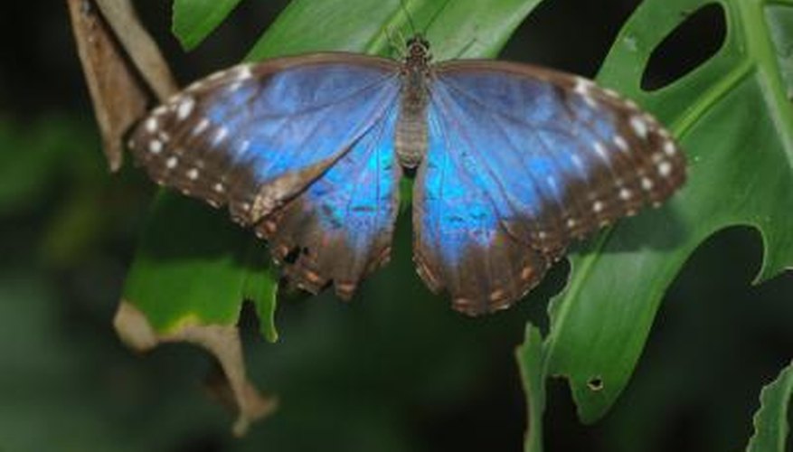 Photo Credit: Edward White/Hemera/Getty Images Blue Morpho on plant at night