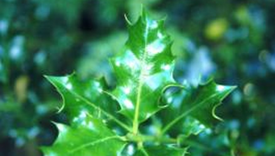 A holly's glossy leaves provide contrast against an iron fence's matte finish. A holly's glossy leaves provide contrast against an iron fence's matte finish.