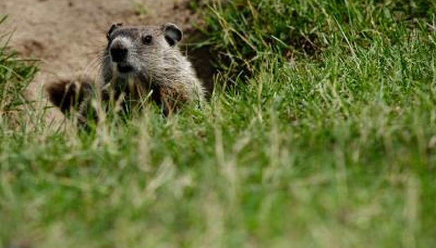 How to Repel Groundhogs From a Barn Foundation | Garden Guides