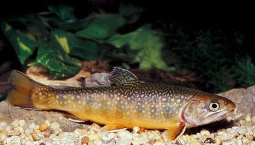 How to Tell If It's a Male or a Female Trout