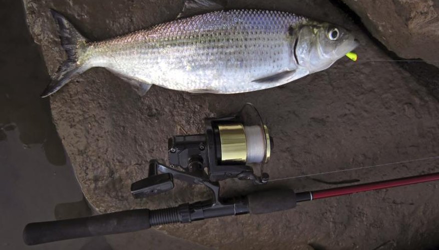 What Is a Good Bait to Catch Shad?