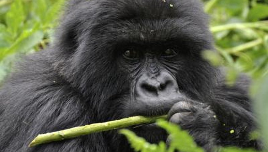 Photo Credit: A_I_S/iStock/Getty Images A close-up of a mountain gorilla.