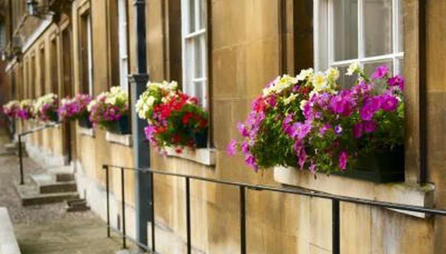 Full-Sun Annual Flowers for Window Boxes | Garden Guides