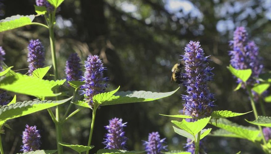 what-is-hyssop-garden-guides