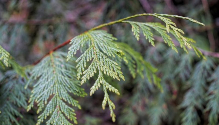 Branch of a cedar tree. Branch of a cedar tree.
