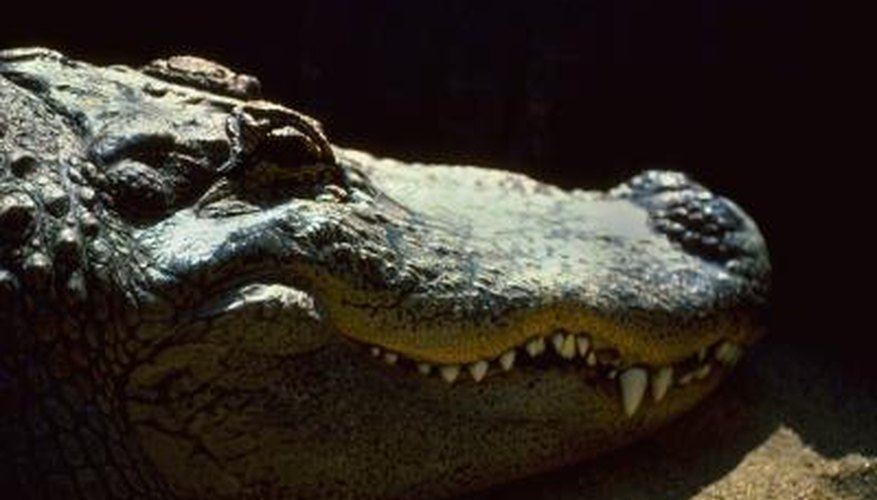 Photo Credit: Fuse/Fuse/Getty Images Crocodiles have jaws that are made up of multiple bones.