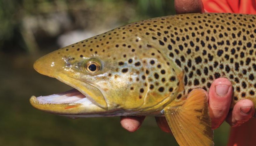 Places to Trout Fish in Southern California