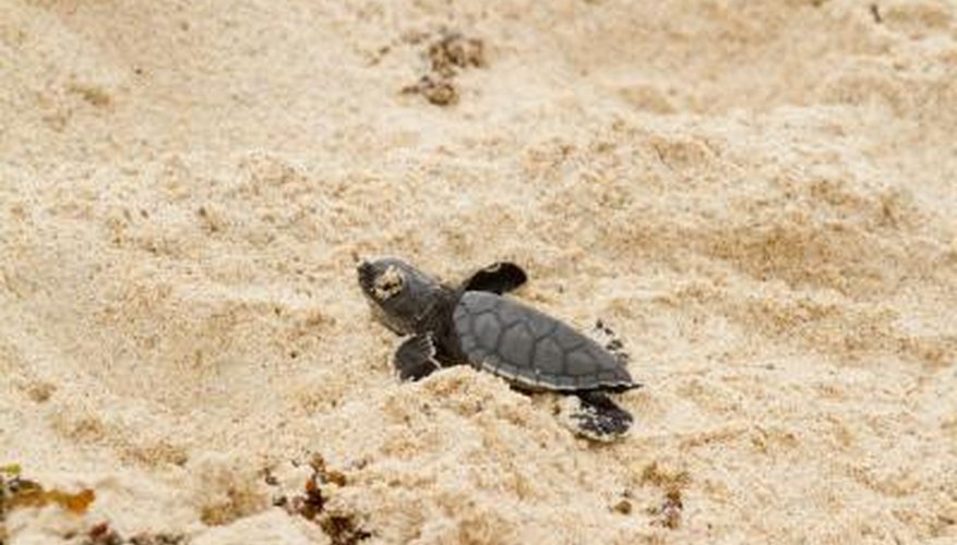 Photo Credit: Dennis Maloney/iStock/Getty Images A turtle hatchling.
