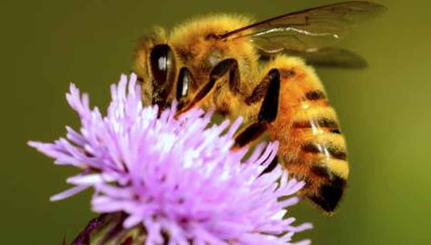 Photo Credit: Lightwriter1949/iStock/Getty Images Honey Bee Information for Kids
