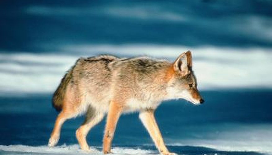 How to Make Wood Fur Stretchers for Coyotes