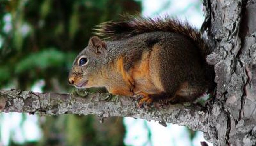 How to Make a Squirrel Call With Your Mouth