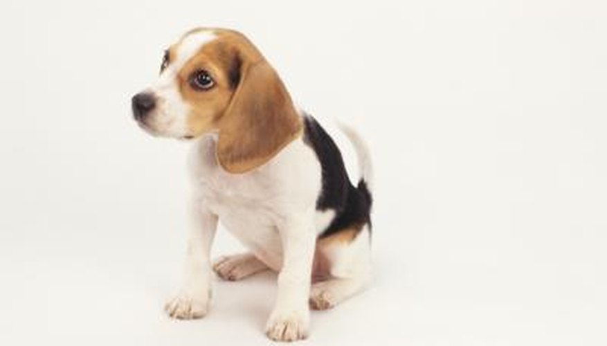 Puppies can make a mess on carpets. Puppies can make a mess on carpets.