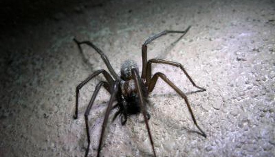 Common Black Spiders | Garden Guides