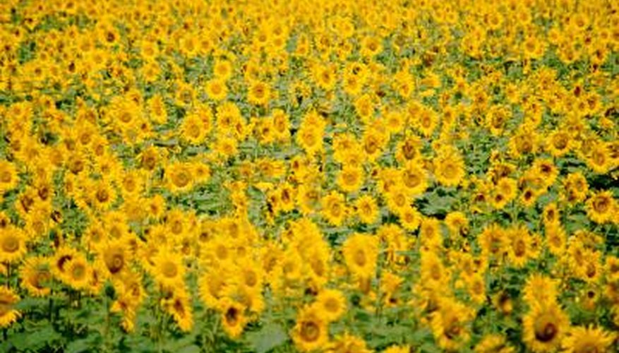 Sunflowers and their seeds can draw in doves for hunting. Sunflowers and their seeds can draw in doves for hunting.