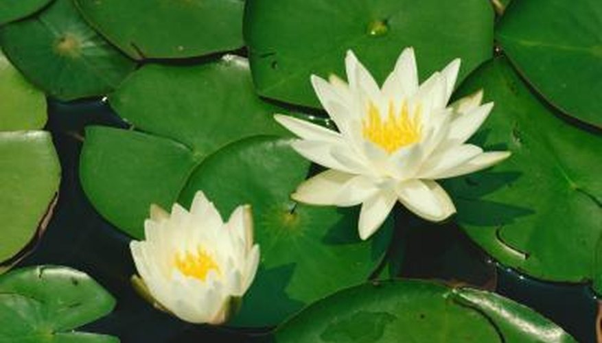 Make water lily decorations for a number of uses. Make water lily decorations for a number of uses.