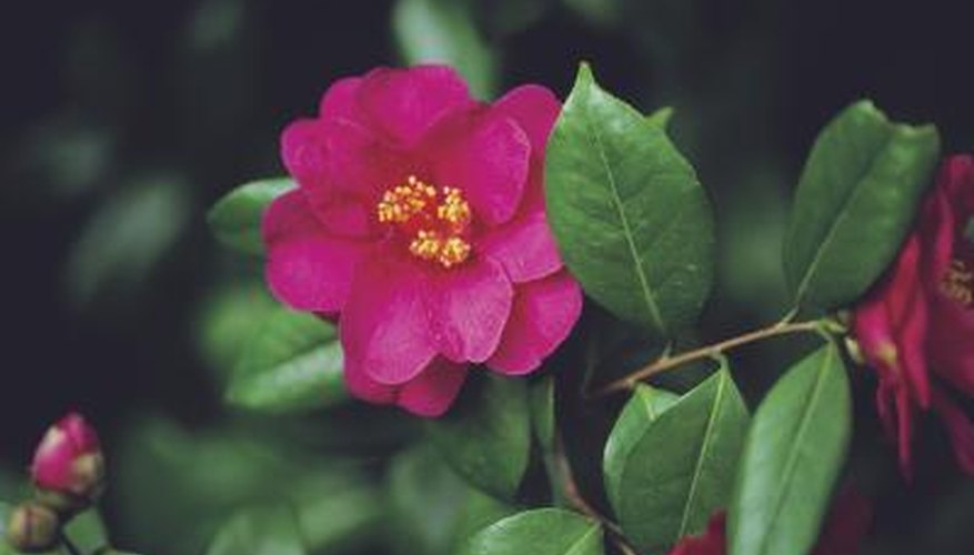 Camellia hedges provide additional interest with their large flowers. Camellia hedges provide additional interest with their large flowers.
