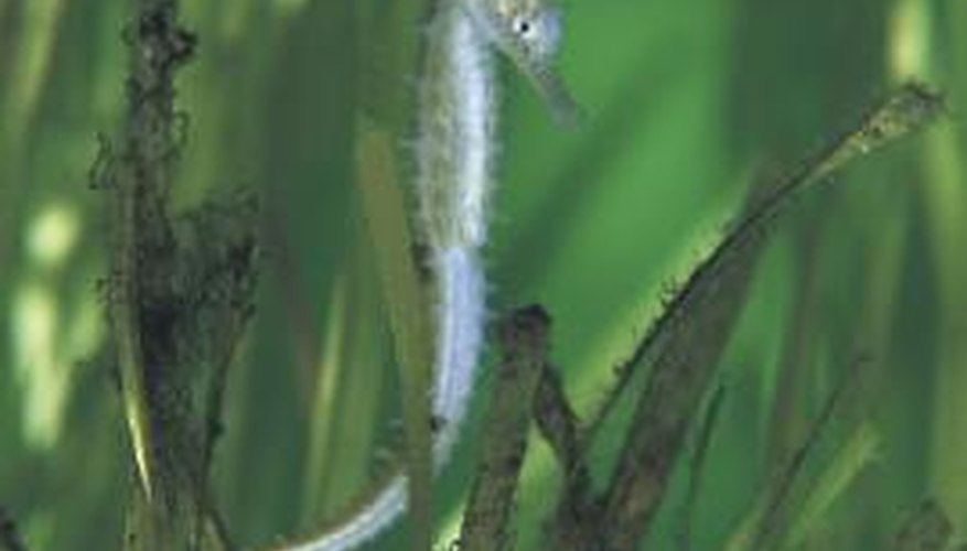 Photo Credit: Jupiterimages/Photos.com/Getty Images Seahorses tend to hide in sea grass.