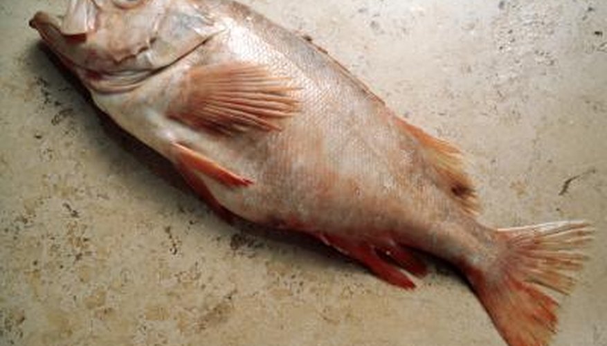 The Difference Between Redfish & Red Drum