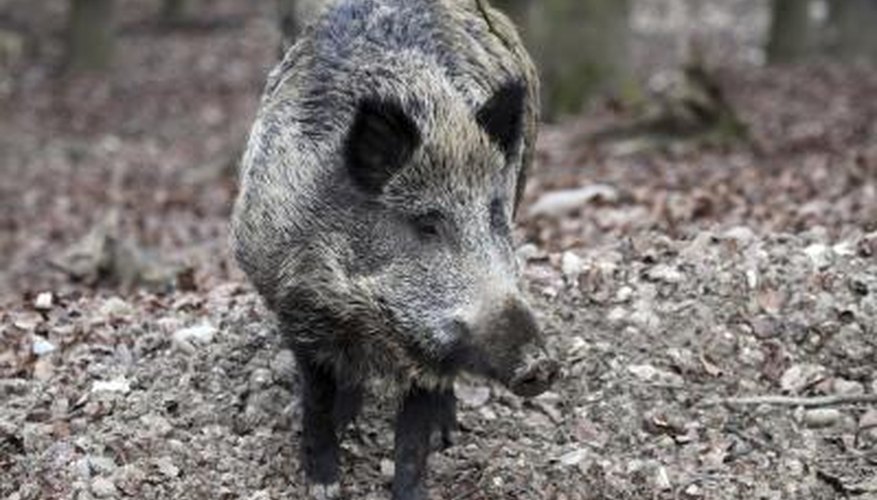 Feral Hog Hunting In Texas The Ultimate Guide