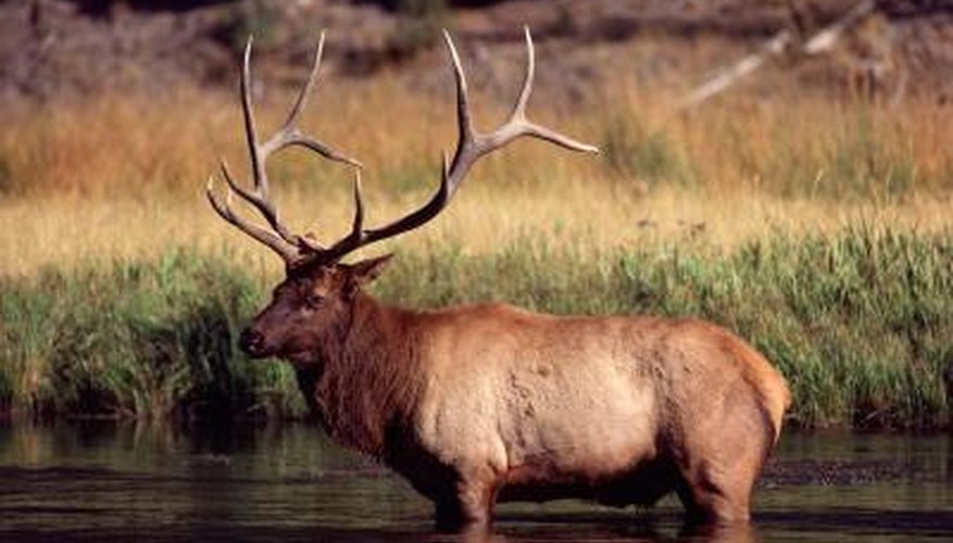 How To Count The Points On Deer Antlers Gone Outdoors Your 