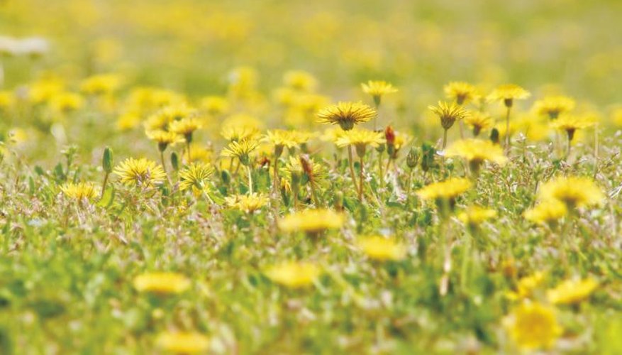 Sprays for Dandelions Garden Guides